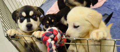 Pet stores